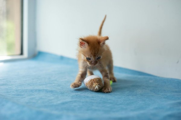 Le chat et la solitude : comprendre et gérer le stress chez les chats