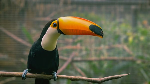 Quelles sont les méthodes les plus efficaces pour apprivoiser un toucan toco?