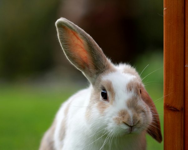 Comment soigner une otite chez un lapin nain?