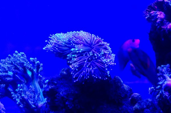 Comment les animaux marins perçoivent-ils les changements de pression sous l'eau?