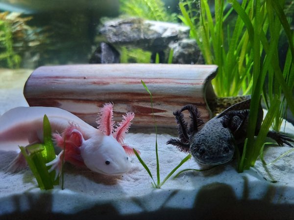 Quelles sont les précautions pour une alimentation saine d'un axolotl albinos?