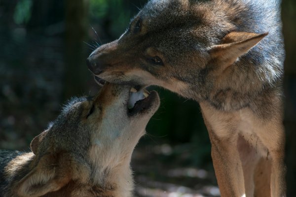 Comment la réintroduction des loups influence-t-elle les écosystèmes locaux?
