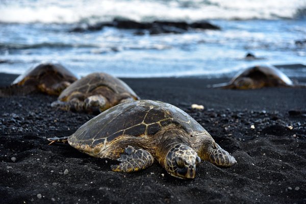 Comment les tortues géantes des Galapagos maintiennent-elles leur population malgré un faible taux de reproduction?