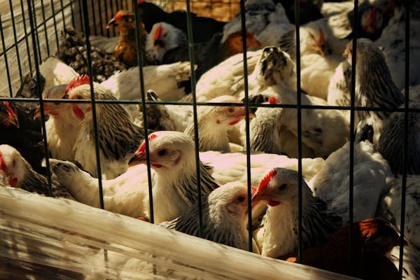 Optez pour un poulailler plastique : confort et durabilité assurés