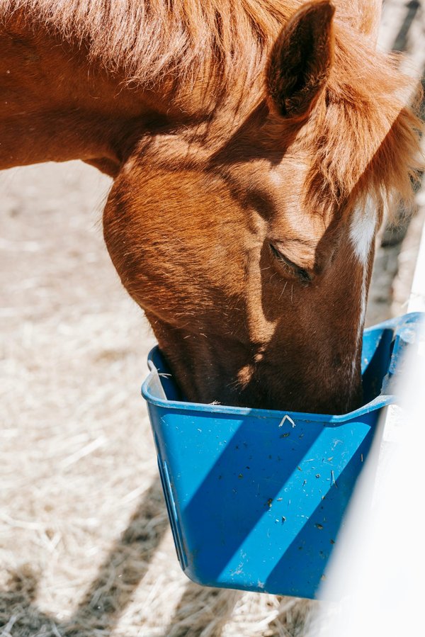 Les solutions nutritionnelles pour chevaux et poneys en santé